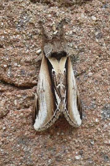 Pheosia gnoma (Lesser Swallow Prominent).JPG